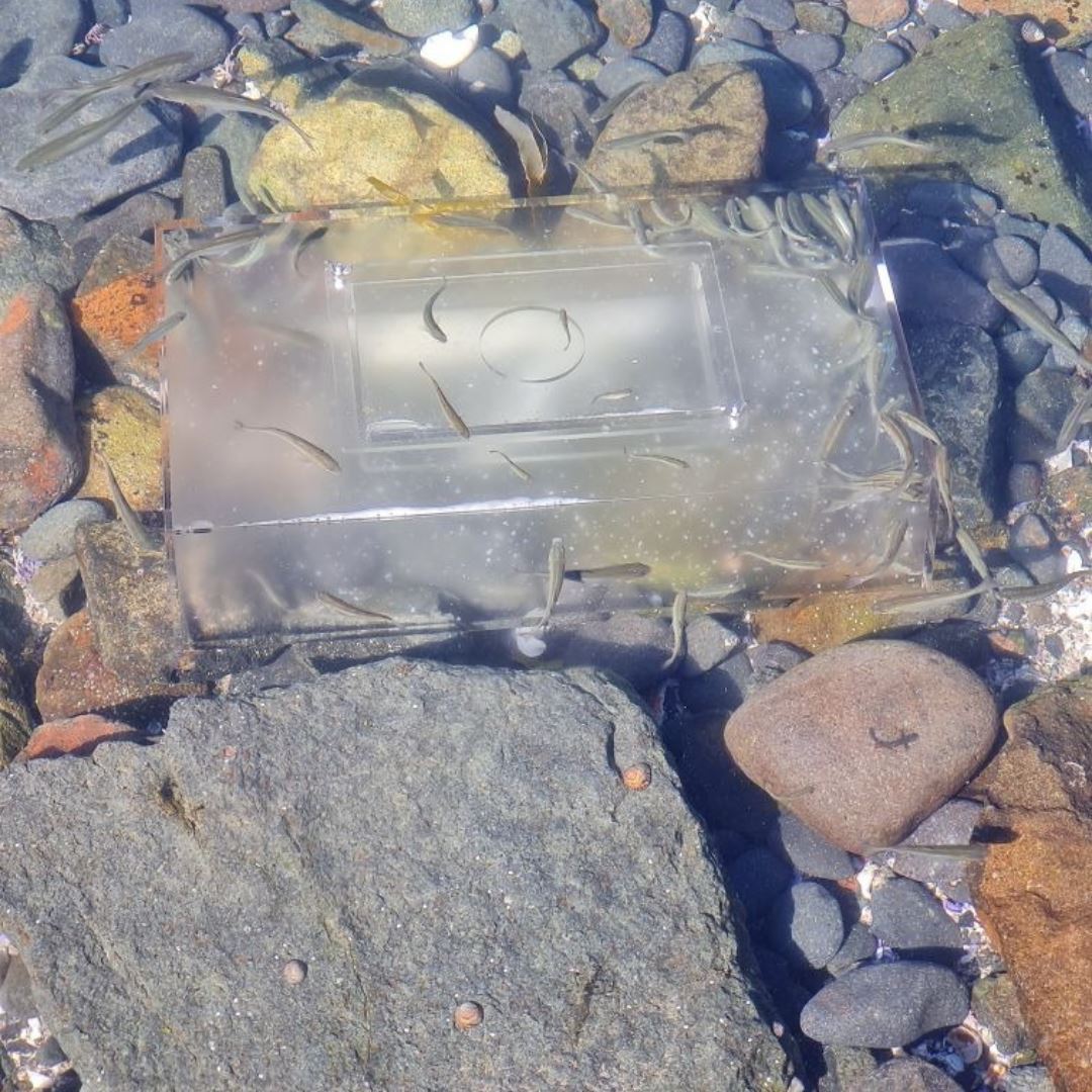 Poddy Mullet Bait Trap